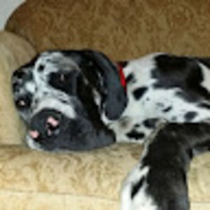 Meet your Posher, Scott